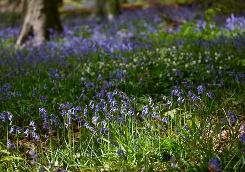Linacre Reserviors forest floor bluebells close The photograph presents a close-up view of the forest floor at Linacre Reservoirs, located in Derbyshire, United Kingdom, during a spring afternoon. Visible are dense clusters of bluebells in full bloom, creating a vibrant carpet of flowers among the greenery of the woods. The image, taken as a nature landscape photograph, captures the interplay of sunlight and shadow across the plants and flowers. Mature trees rise from the woodland floor, framing the lush display of bluebells, which are a distinctive feature of Linacre’s woods in spring. This landscape highlights the rich diversity of plants typical of the Derbyshire countryside and showcases the natural beauty of Linacre within the United Kingdom.